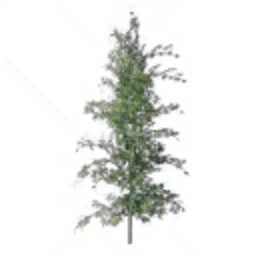 Junshan Bamboo