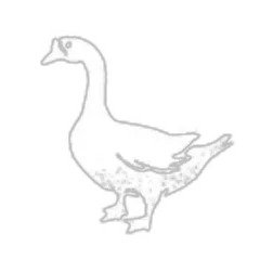 Goose - Honk