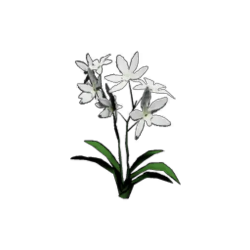 White Daylily