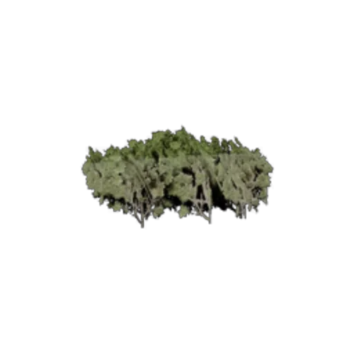 Surface: Bush