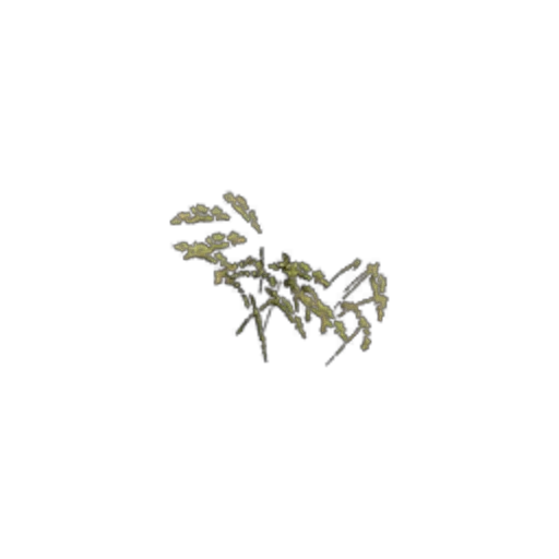 Surface: Grass