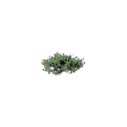 Thicket