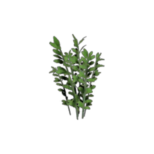 Plant - Sapling