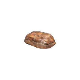 Divination Tortoise Shell