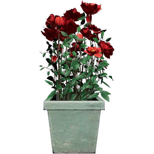 Red Peony 1