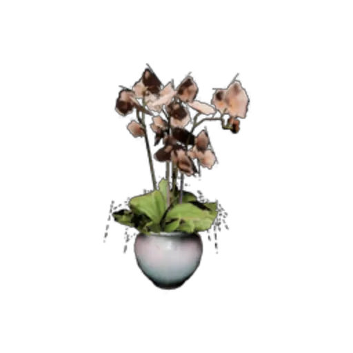 Potted Plant