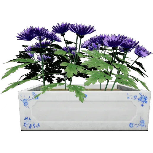 Aster Daisies