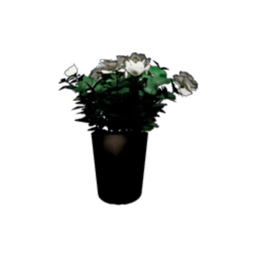 Peony