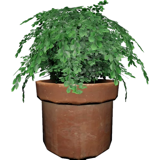 Maidenhair Fern