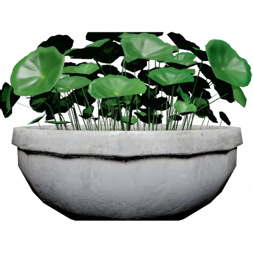 Pennywort
