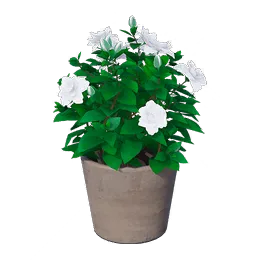 Gardenia