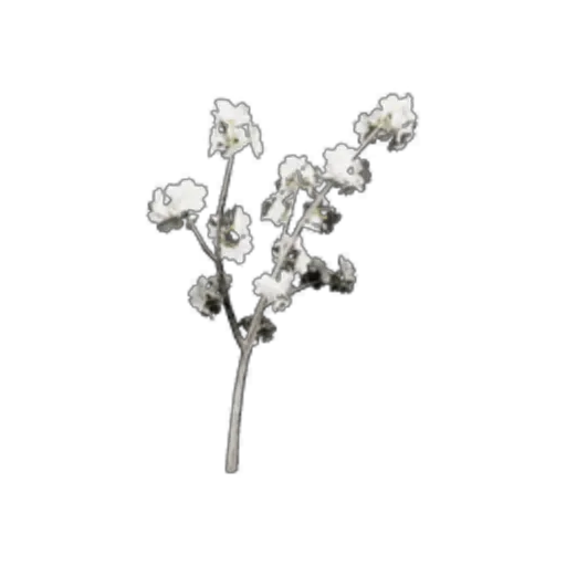 Pear Blossom Branch