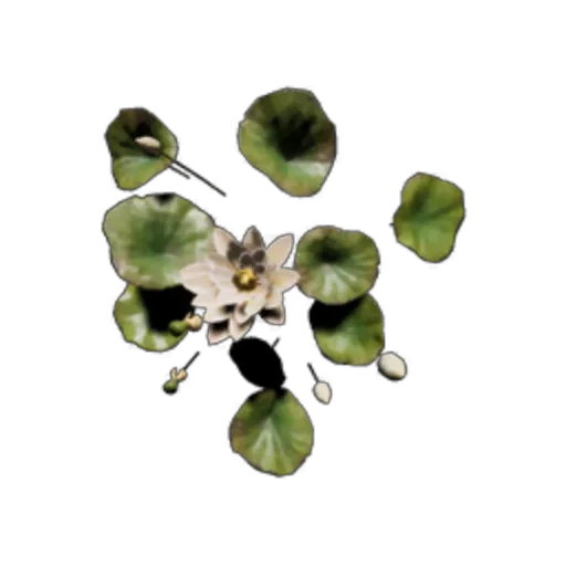 Lotus Flower