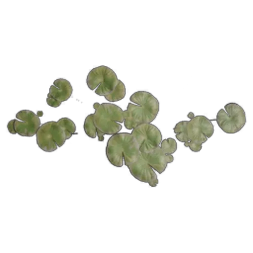 Duckweed