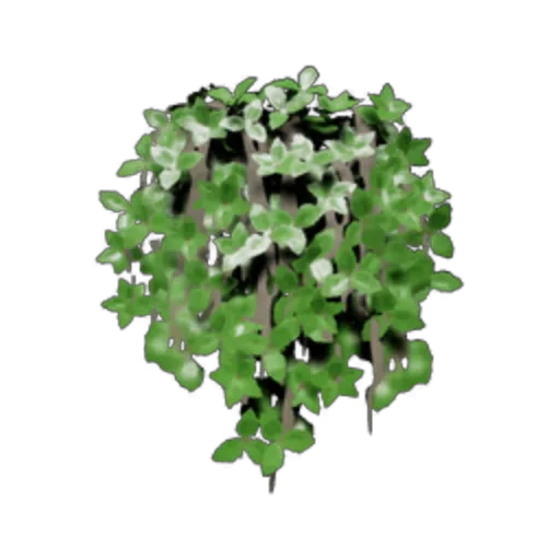 Boston Ivy