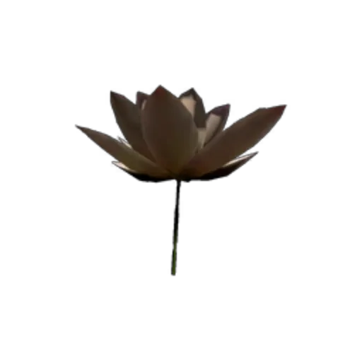 White Lotus