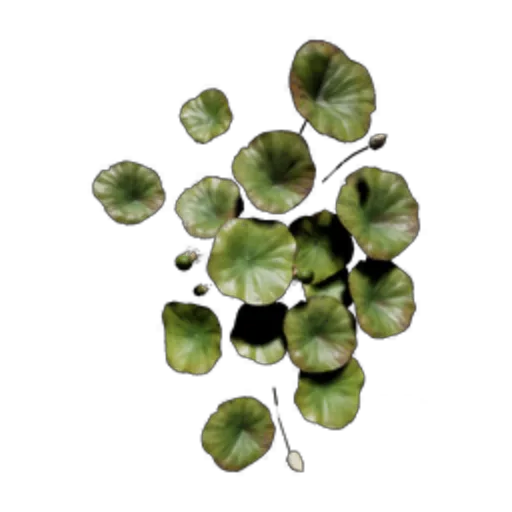 Lotus Leaf