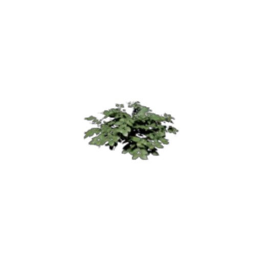 Shrub