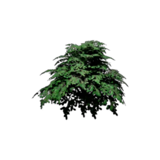 Shrub