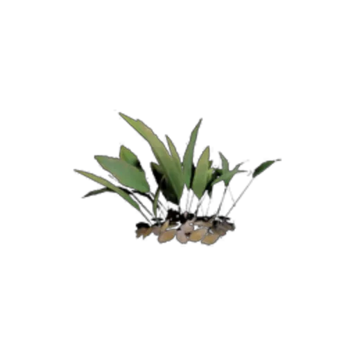 Small Plant