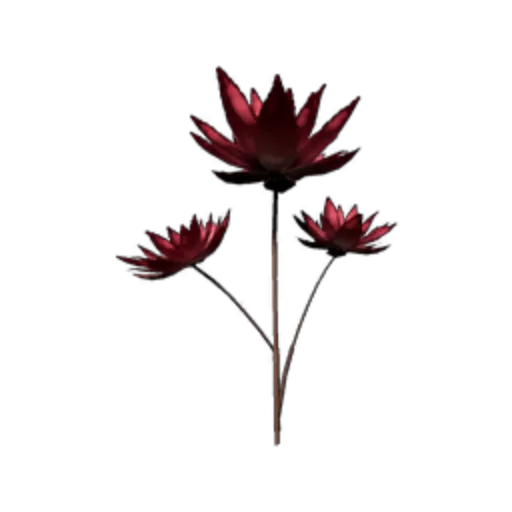 Pink Lotus