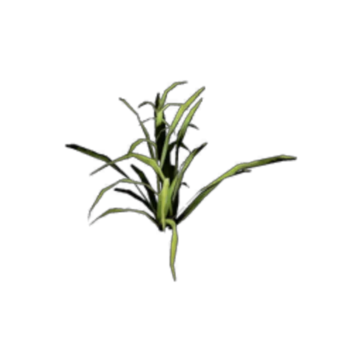 Small Plant
