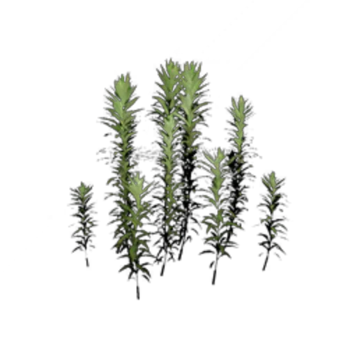 Grass