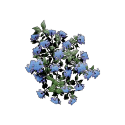 Blue Flower Grass - Medium