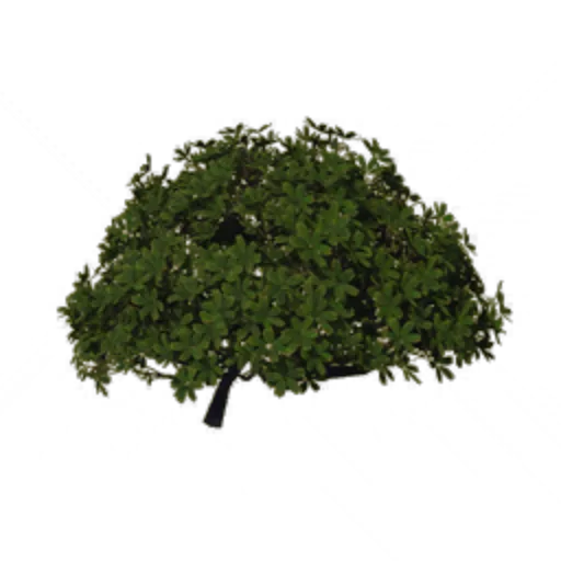Shrub