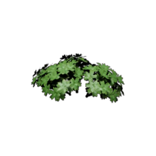 Small Plant