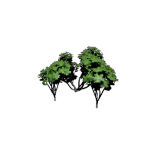 Small Plant
