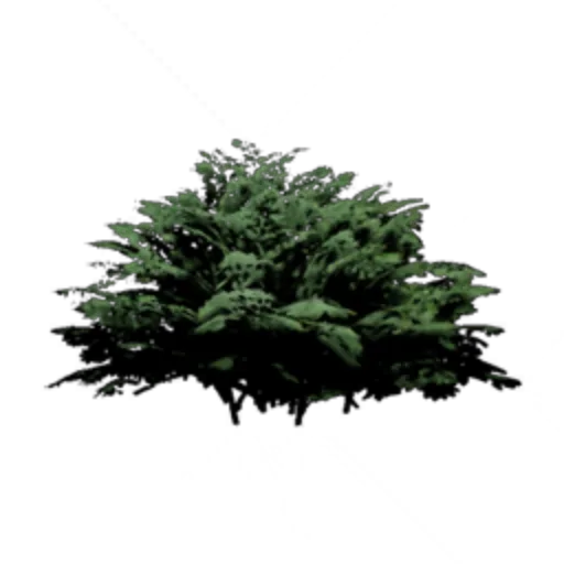 Shrub