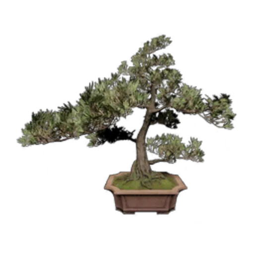 Luohan Pine Plant