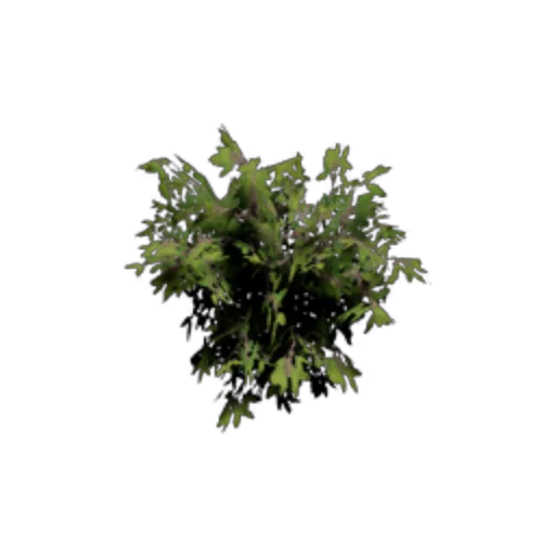 Shrub