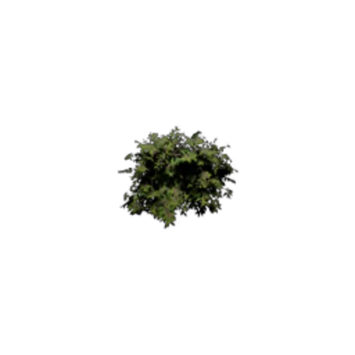 Shrub