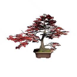 Potted Maple I