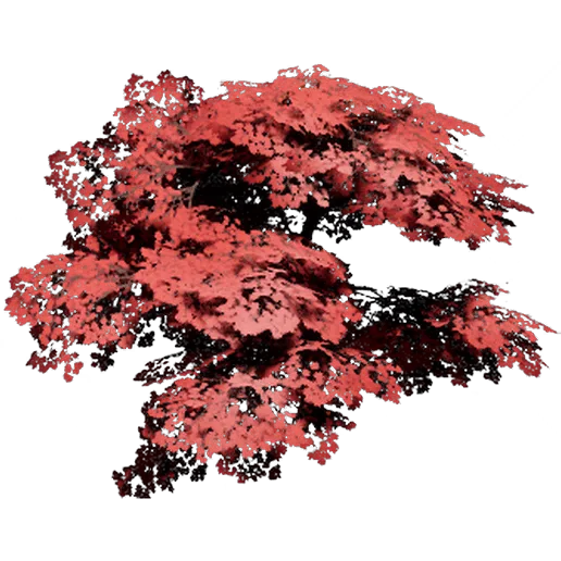 Red Maple
