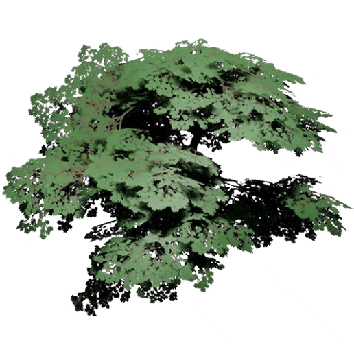 Green Maple