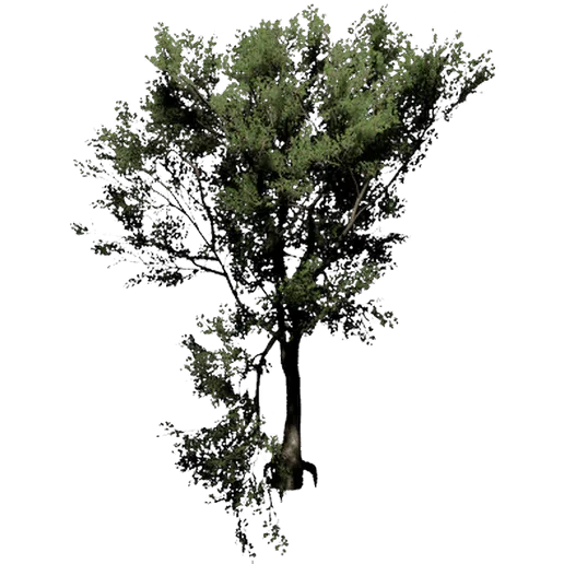 Pagoda Tree 1