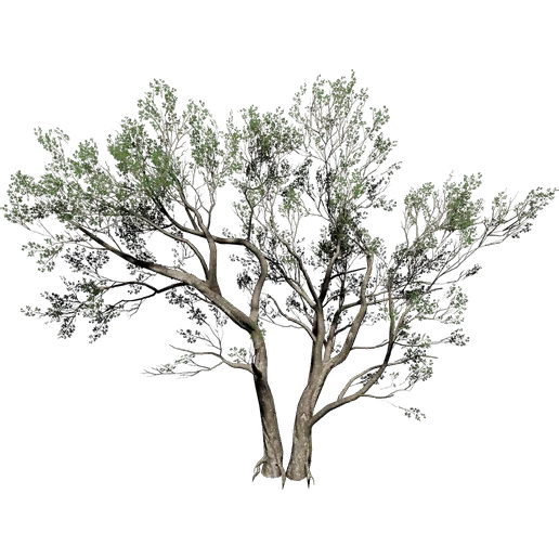 Pagoda Tree 2