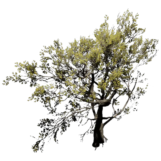 Pagoda Tree 3