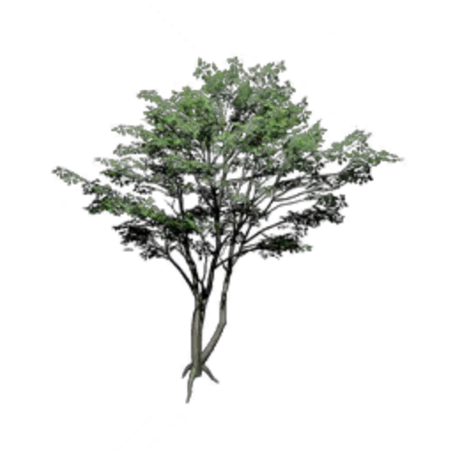Ash Tree