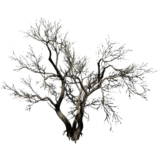 Withered Pagoda Tree