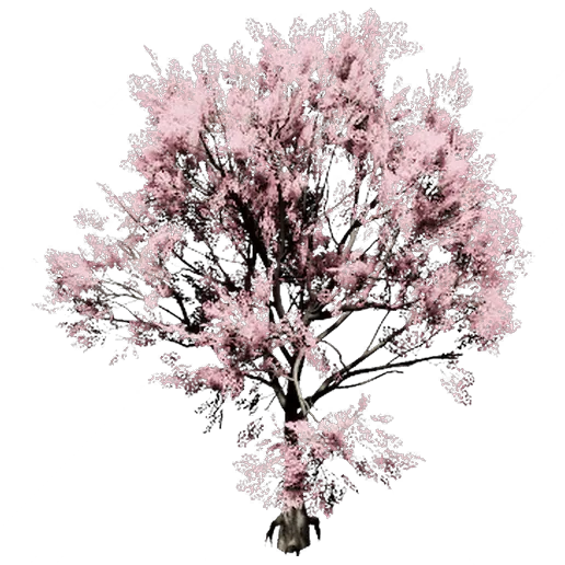 Peach Tree 1