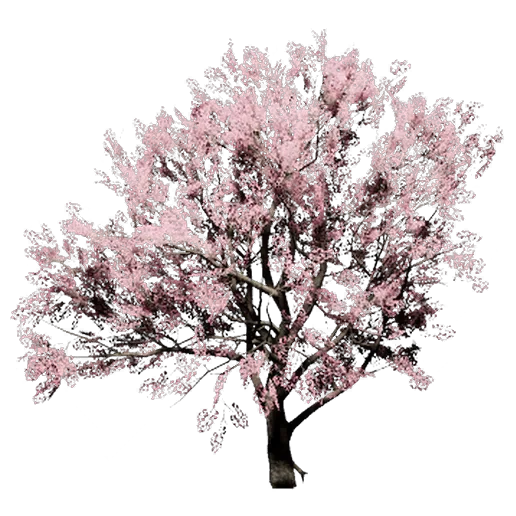 Peach Tree 2