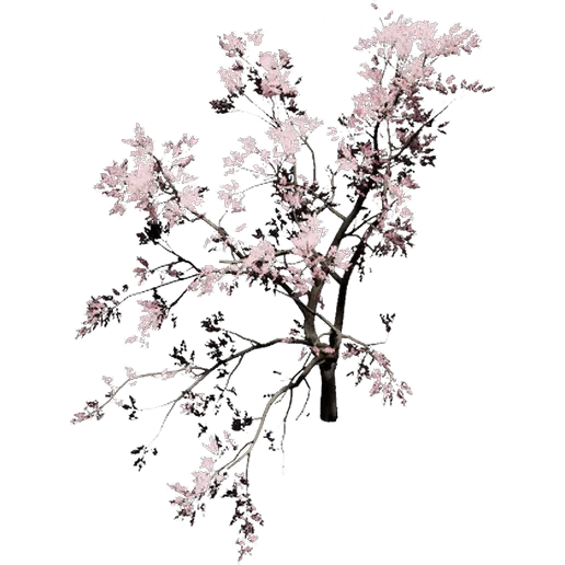 Peach Tree 3