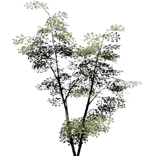 Elm 1