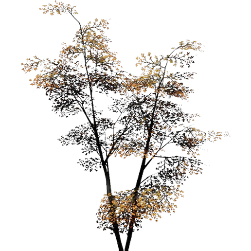 Elm 2