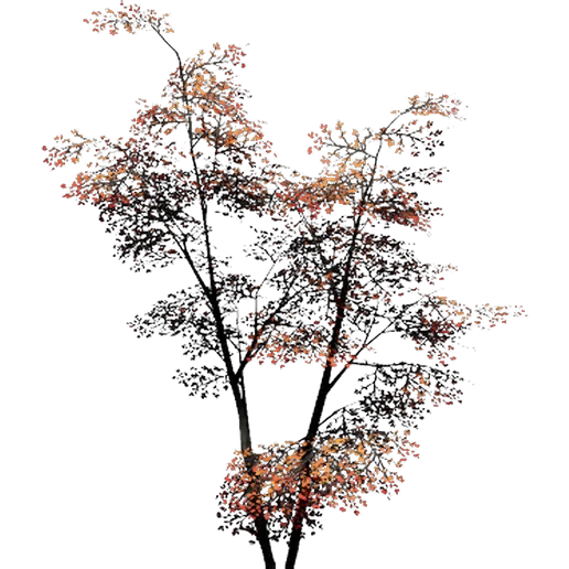 Elm 3