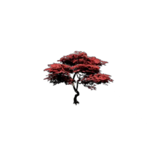Maple Tree